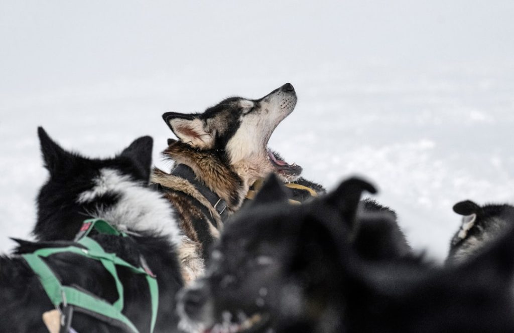 Photo Dog sledding