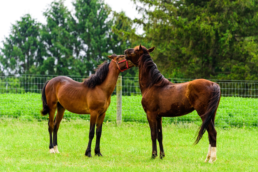 Photo Amish country