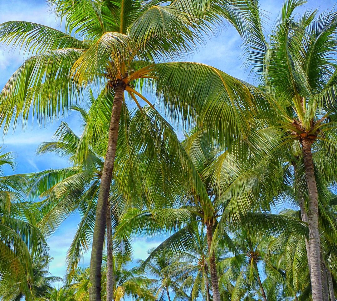 Photo Palm trees