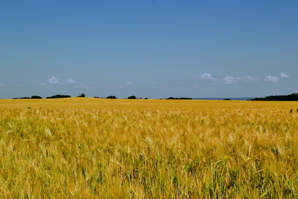 Photo Wheat fields