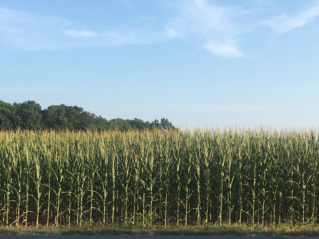 Photo Cornfields